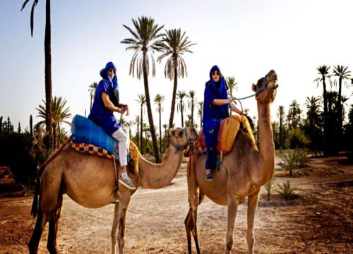 Camel ride through the palm groves