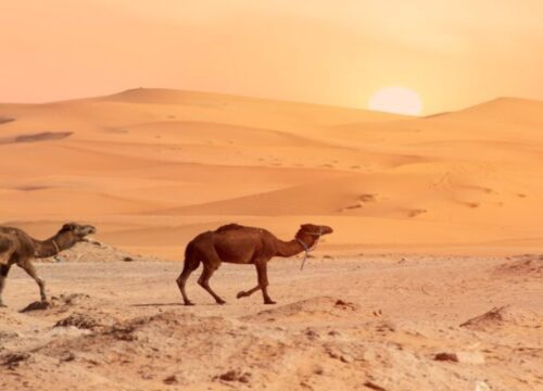 3 days from Fez to Marrakech via the Sahara desert