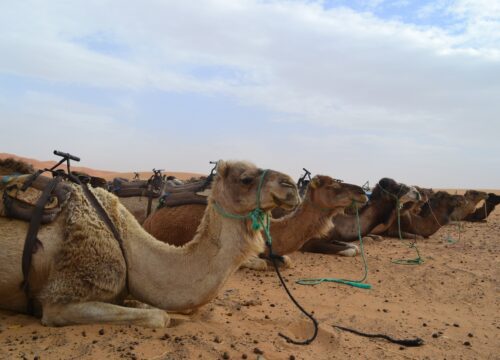 6 days from Tangier to Marrakech