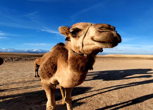 6 days from Casablanca to Marrakech